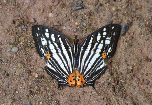 Cyrestis maenalis