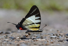 Graphium stratiotes