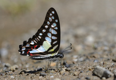 Graphium evemon