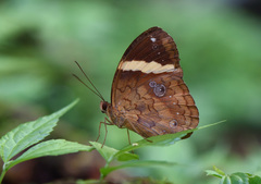 Xanthotaenia busiris
