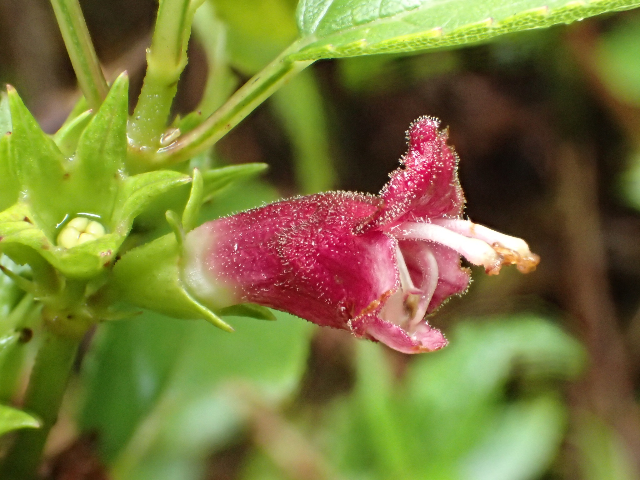 Stenogyne purpurea