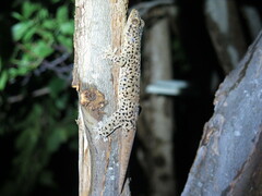 Spotted Woodslave photo 3