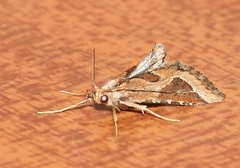 Lorymodes digonialis