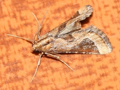 Lorymodes digonialis