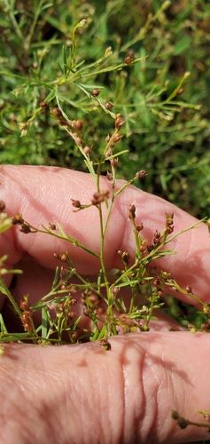 Image of Lechea tenuifolia by (c) Edie, some rights reserved (CC BY)