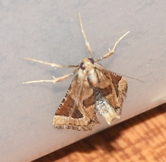 Lorymodes digonialis