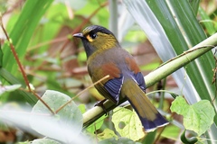 Liocichla steerii