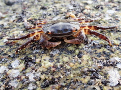 Hemigrapsus