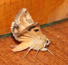 Heliothis scutuligera