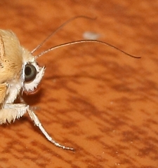 Heliothis scutuligera
