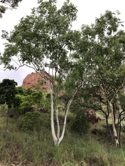 Eucalyptus platyphylla