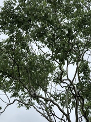 Eucalyptus platyphylla