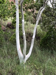 Eucalyptus platyphylla