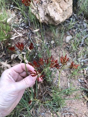 Haemodorum coccineum