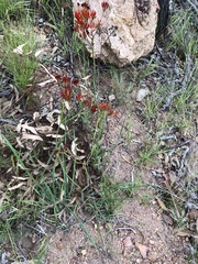 Haemodorum coccineum