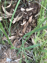 Haemodorum coccineum