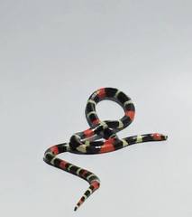 Micrurus lemniscatus helleri