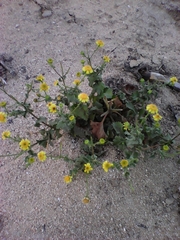 Perityle cuneata marginata