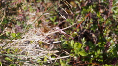 Poa paucispicula