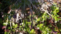 Poa paucispicula