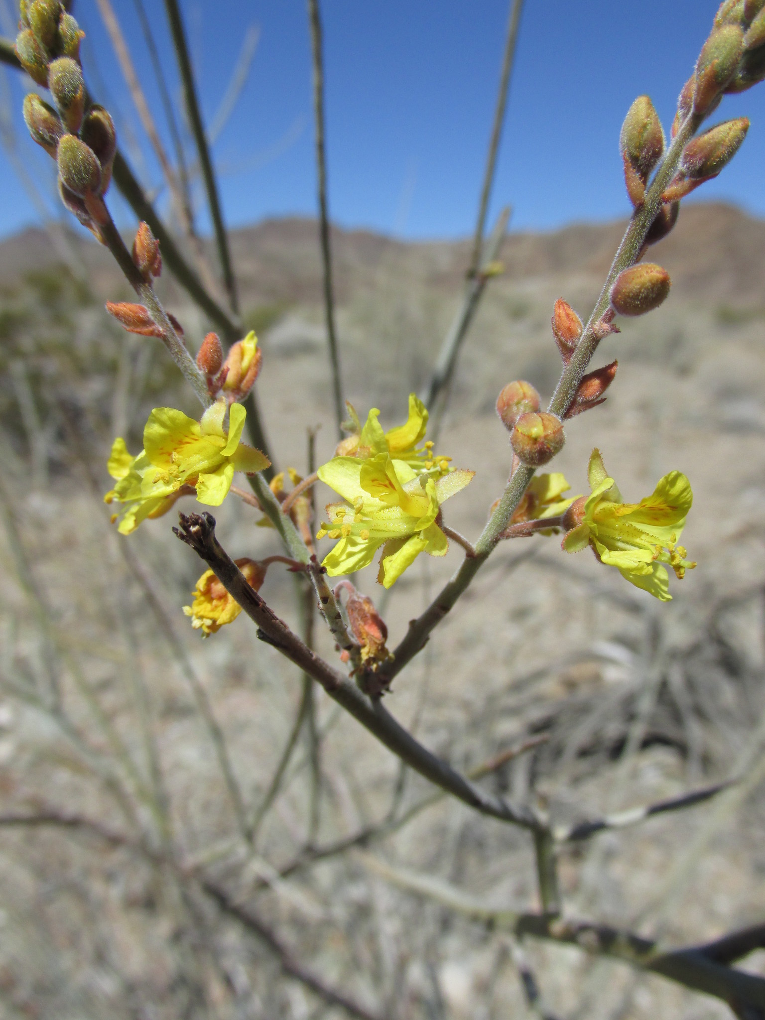 Hoffmannseggia microphylla