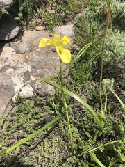 Moraea spathulata