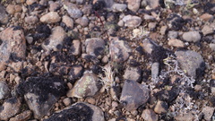 Festuca brachyphylla