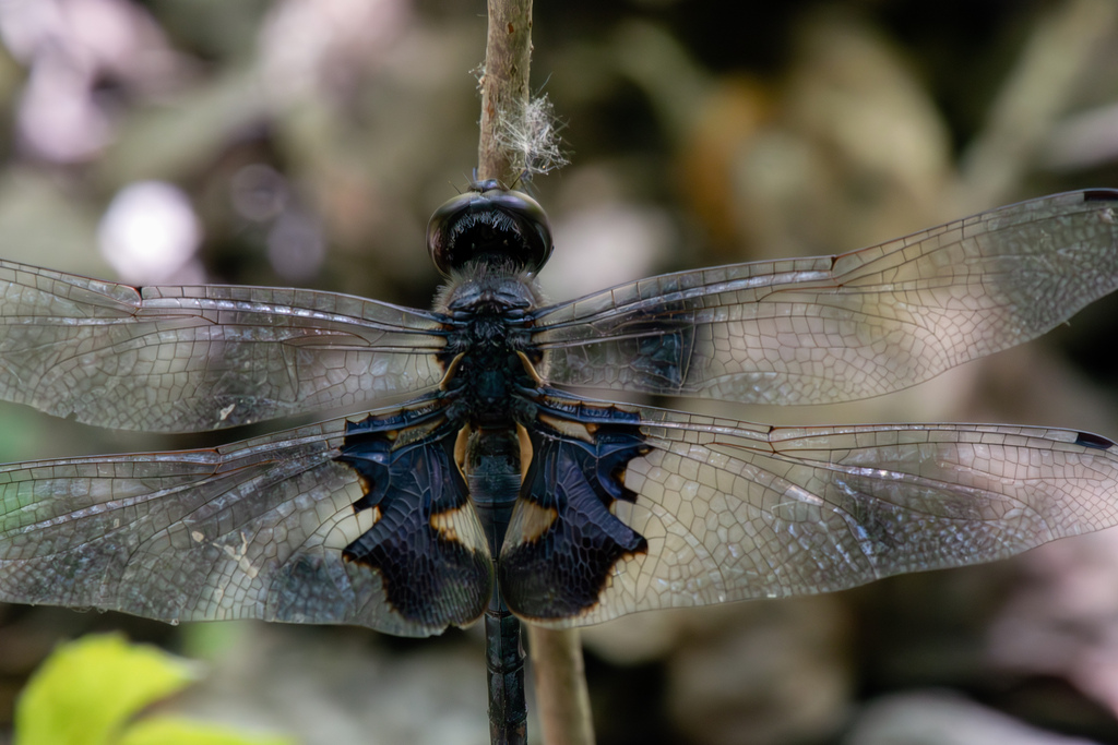 Black Saddlebags from Lewisville, TX, USA on July 18, 2023 at 0422 PM