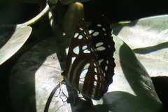 Phaedyma columella singa
