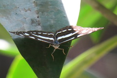 Phaedyma columella singa