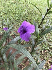 Ruellia