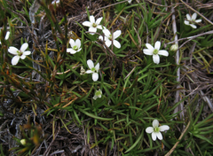 Stylidium subulatum
