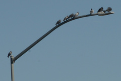 Columba livia