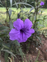 Ruellia