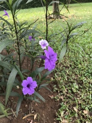 Ruellia