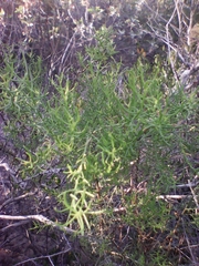 Xylothamia diffusa