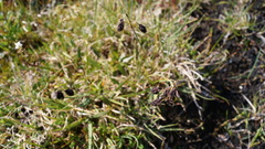 Carex atrofusca