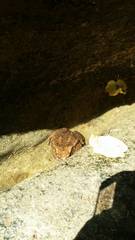 Bufo verrucosissimus