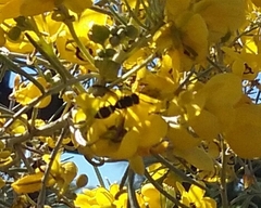 Parancistrocerus declivatus