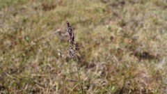 Arctagrostis latifolia