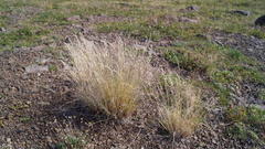 Poa glauca