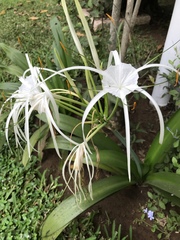 Hymenocallis