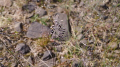 Poa alpigena