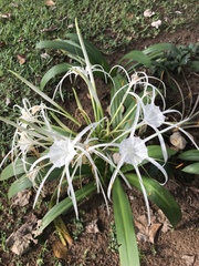 Hymenocallis