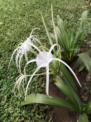 Hymenocallis