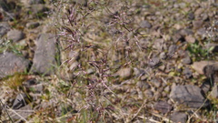 Poa alpigena