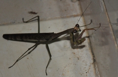 Plistospilota maxima
