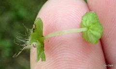 Cryptomitrium tenerum