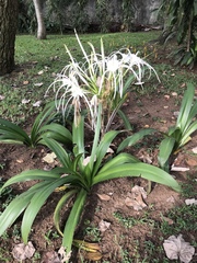 Hymenocallis