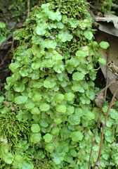 Cryptomitrium tenerum